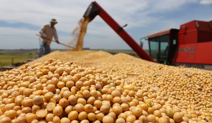 Imagem mostrando que o Agronegócio é uma boa área para investir, com homem colhendo safra farta