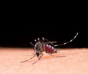 Município de Ribeirão do Sul confirma epidemia de dengue