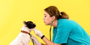 Hospitais veterinários de graça em SP? Saiba mais