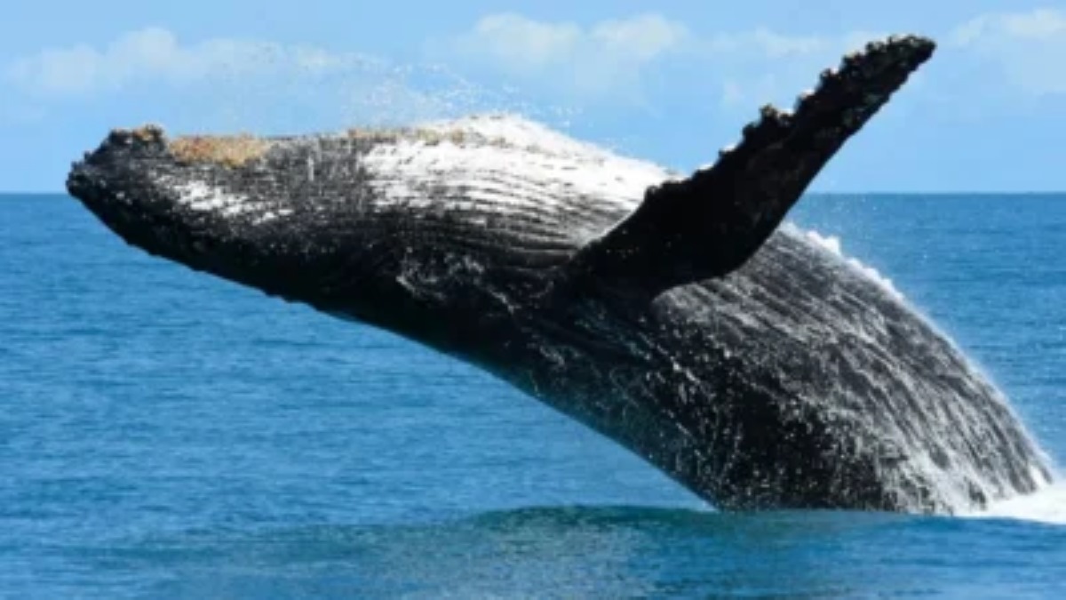 Foto de uma baleia-jubarte.